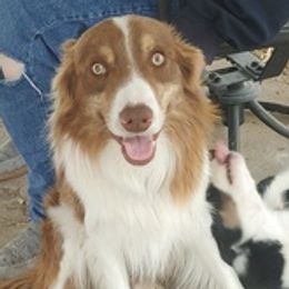 Border Collies from Open Country Border Collies