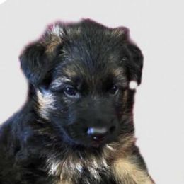 German Shepherds from Boris Parra's German Shepherds