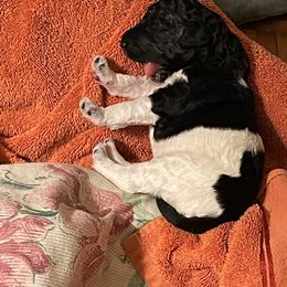 Poodle Puppies from Paddock's Purebred Poodles