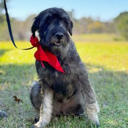 Jade - Pepper and salt female Giant Schnauzer puppy in Goodrich, Texas from Silver Creek Giant Schnauzers