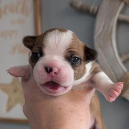 Boston Terrier Puppies from All American Boston Terriers