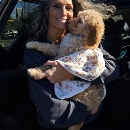 Bernedoodle Puppies from Doting Doodles