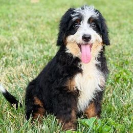 Terra - Tri-color female Bernedoodle puppy in Dundee, Ohio from Down Home Doodle