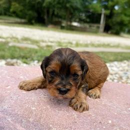 Sally - Sable female Cavapoo puppy in Wamego, Kansas from Doodles of Oz