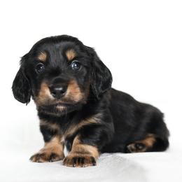 Biggie - Black and tan male Dachshund puppy in Timpson, Texas from Pine Curtain Miniature Dachshunds