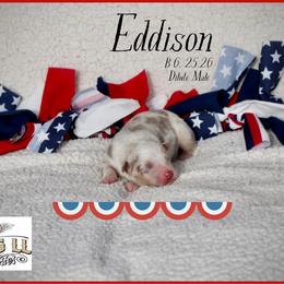 Eddison - Red merle male Miniature Australian Shepherd puppy in Madisonville, Texas from Flying LL Aussies