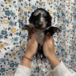 Blue-Mini - Merle male Goldendoodle puppy in Millville, New Jersey from Michelle's Doodles
