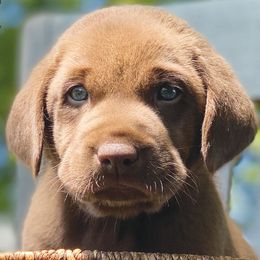 Labrador Retrievers from Fieldside Pups
