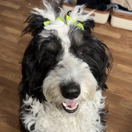 Rory - Bernedoodle