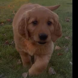 Yellow - Dark golden female Golden Retriever puppy in Rexburg, Idaho from Teton View Golden Retrievers