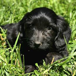Dachshund puppies from Golden Acres Dachshunds