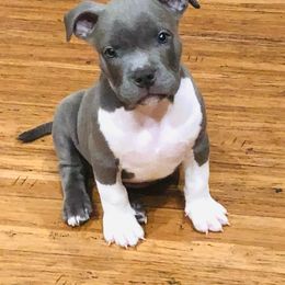 American Bully Puppies from Unbullievable Bullies