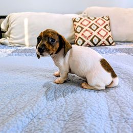 Radar - Dapple male Dachshund puppy in Jerusalem, Ohio from Twin Hickory Ranch