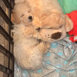 Kenny - Apricot male Poodle puppy in Chattanooga, Tennessee from Scenic City Doodles