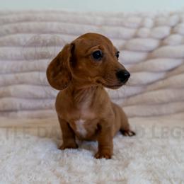 Spunky - Dapple male Dachshund puppy in Temecula, California from Naomi Magee's Dachshund Kennel