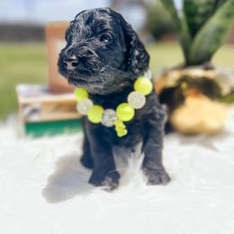 Goldendoodle Puppies from Posh Paws Puppies