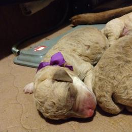 Chesapeake Bay Retriever Puppies from GemiLamb Gun Dogs