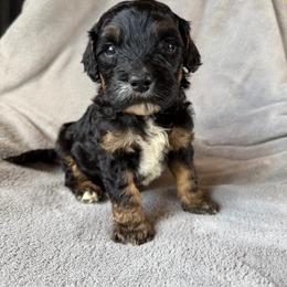 Toffee (black collar) - Phantom male Goldendoodle puppy in Lowville, New York from Adirondack Goldendoodles