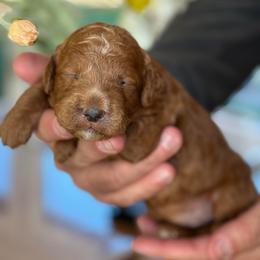 Lady - Red  female Goldendoodle puppy in Yuciapa, California from AlltheDoodlez_
