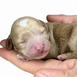 Purple - Caramel female Australian Labradoodle puppy in Upland, California from Kings Labradoodles