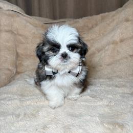 Gizmo - Tricolor male Shih Tzu puppy in Phoenix, Arizona from Spoiled ShihTzu LLC