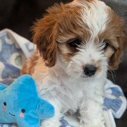 Dex - Blenheim male Cavapoo puppy in Newport, North Carolina from Crystal Coast Cavapoodles