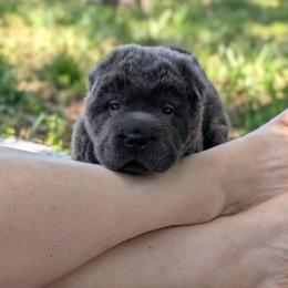 Paxil - Blue male Chinese Shar-Pei puppy in Clarksville, Tennessee from Wrinkle Bum Shar-Pei