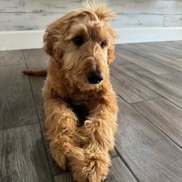 Orange - Red  female Goldendoodle puppy in Bakersfield, California from Lavish Doodles