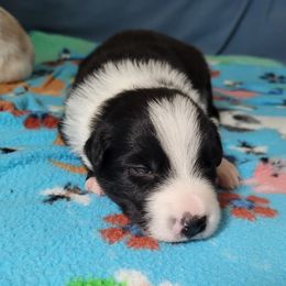 Twister - Black and white male Border Collie puppy in Morgan, Texas from Shooting Star Ranch