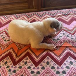 Angel - White and fawn female Whippet puppy in Oneida, Tennessee from Saving Grace