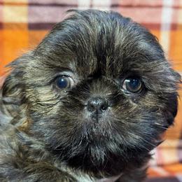 Shih Tzu Puppies from Shih Tzu Companions