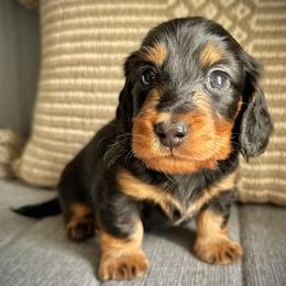 Black Boy - Black and tan male Dachshund puppy in North Port, Florida from Jessica Louise Dachshunds