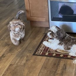Shih Tzu Puppies from Casa de Santiago