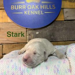 Second Pick - Light golden male Golden Retriever puppy in Kimberly, Idaho from Burr Oak Hills Kennel