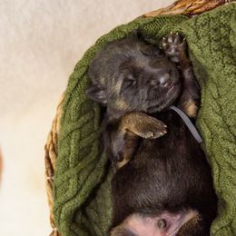 German Shepherd Puppies from Platz German Shepherds