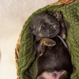 German Shepherd Puppies from Platz German Shepherds