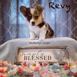 American Corgi and Pembroke Welsh Corgi Puppies from Weatherby’s Corgis