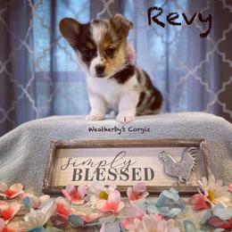 American Corgi and Pembroke Welsh Corgi Puppies from Weatherby’s Corgis