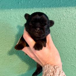 Poseidon - Black and tan male Shih Tzu puppy in Stroud, Oklahoma from Laik’s Little Shihtz & Poms