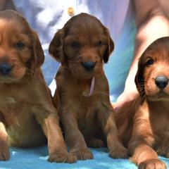 Irish Setters from Avon Farm