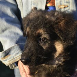 German Shepherd Puppies from Frankenhaus German Shepherds