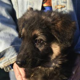German Shepherd Puppies from Frankenhaus German Shepherds