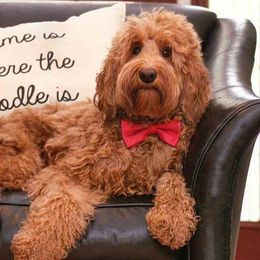 Goldendoodles from Gigi & Papa's Goldendoodles