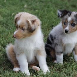 Miniature Australian Shepherd and Toy Australian Shepherd Puppies from Stone & Sage ATX Toy & Mini Aussies