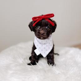 Amour - Love litter - Chocolate female Australian Labradoodle puppy in Syracuse, Florida from The Doodle Cove