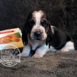 Praline - Black brown and white female Basset Hound puppy in Talbotton, Georgia from Southern City Bassets