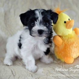 Havanese Puppies from Willow Springs Havanese