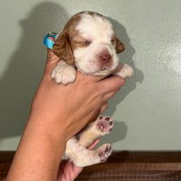 Glory - Lemon and white female English Springer Spaniel puppy in Williston, Florida from Parks Paradise Springers
