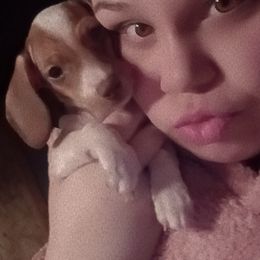 Dachshund Puppies from Mystical dachshund express