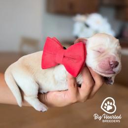 Boy 3 - male Goldendoodle puppy in Utah County, Utah from Big Hearted Breeders